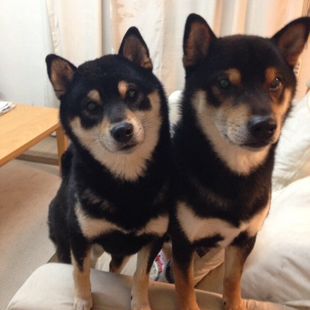 全国青少年放飞风筝比赛在青岛盛大开启，迎风扬帆，2021年全国风筝比赛