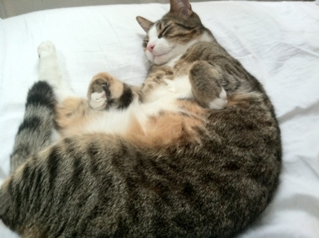 爱游戏 电竞-蛙泳技术优化助力成绩提升，蛙泳技术详解