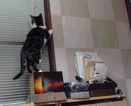 国际赛事上,威尔士队的表现吸引媒体焦点,威尔士队实力