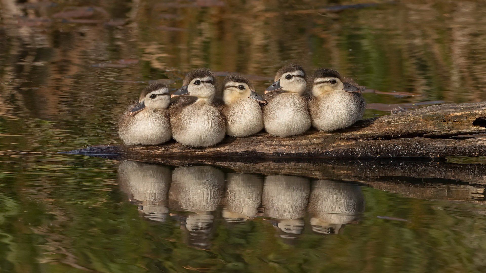 电子竞技全球赛事回放，电子竞技赛事看点