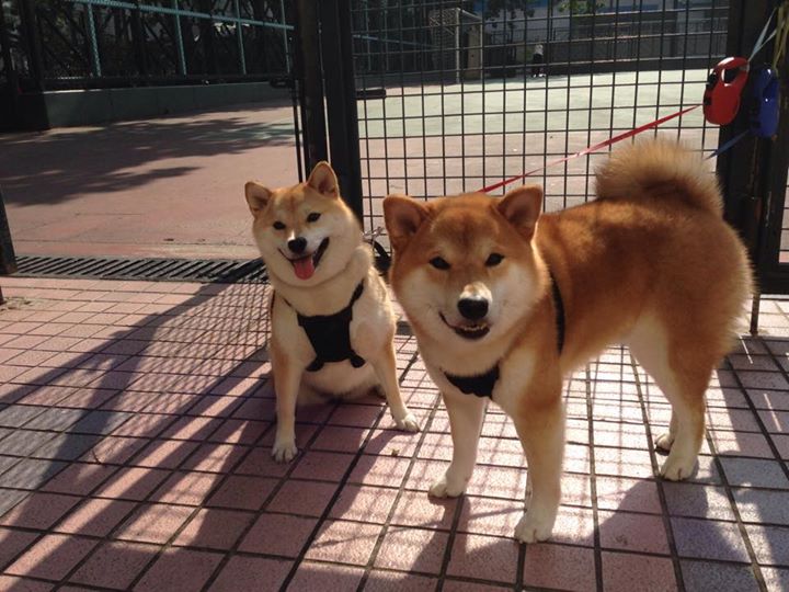 足球校园联赛扩大覆盖范围至全国，全国校园足球联赛大学组