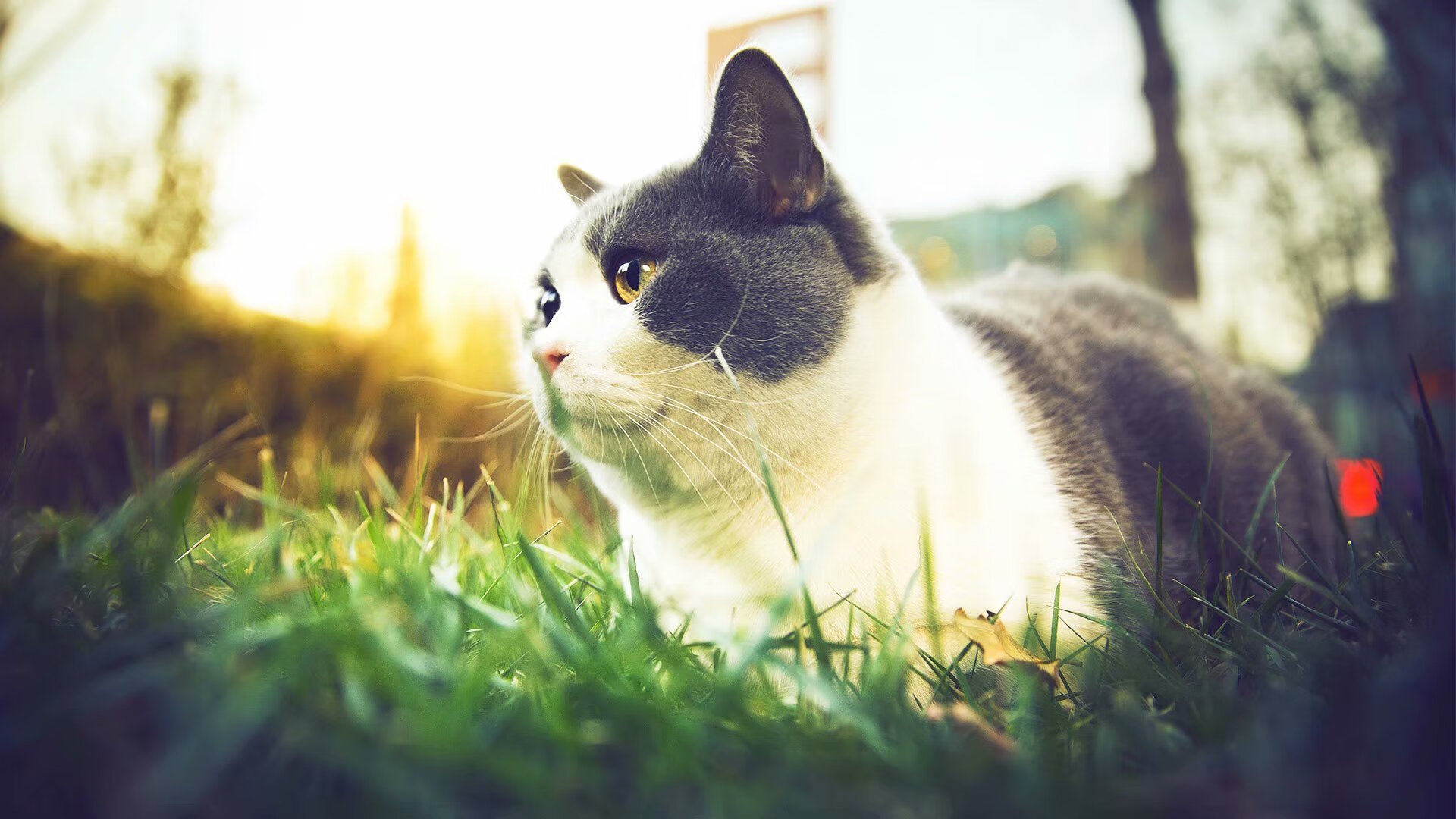 爱游戏 电竞-中超联赛裁判员培训体系完善，中国足协裁判员培训大纲